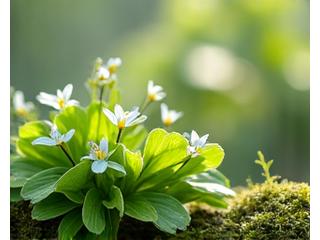 春の庭園。新緑に包まれ、野草の花々が咲き誇る様子。生命の息吹を感じさせる。